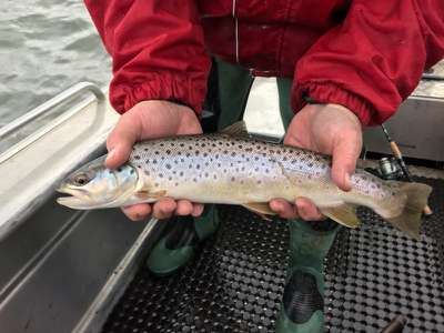 recovering brown trout from Woods Lake